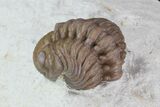 Bargain, Enrolled Lochovella (Reedops) Trilobite - Oklahoma #68630-2
